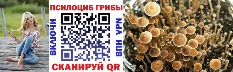 Купить где  Заинск  Галлюциногенные грибы Psilocybe 